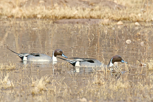 Northern Pintails