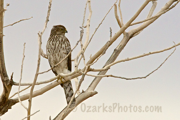 Juvenile Cooper's Hawk