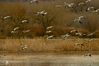 All Bird Images
