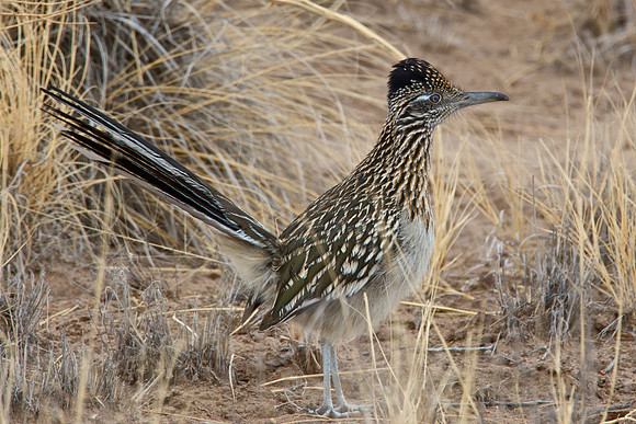 Greater Roadrunner