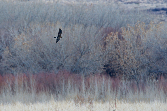 Harrier Hunting