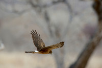 All Bird Images