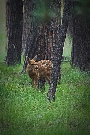 Mule Deer Fawn