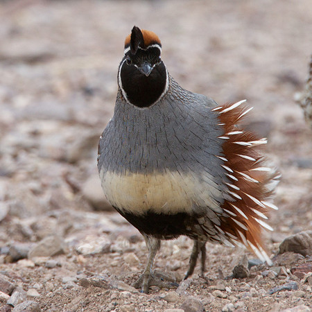 Gambel's Quail
