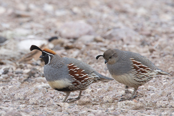 Gambel's Quail