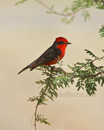 Vermillion Flycatcher