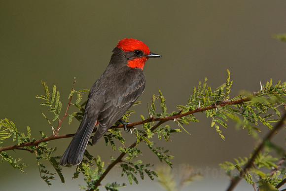 Vermillion Flycatcher