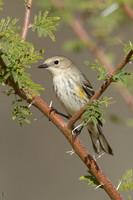 All Bird Images