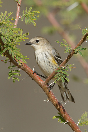 Yellow-rumped Warbler