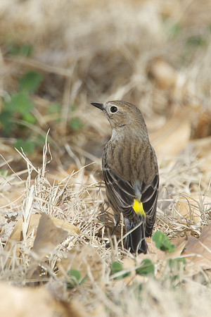 Yellow-rumped Warbler