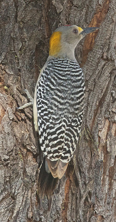 Yellow-headed Woodpecker