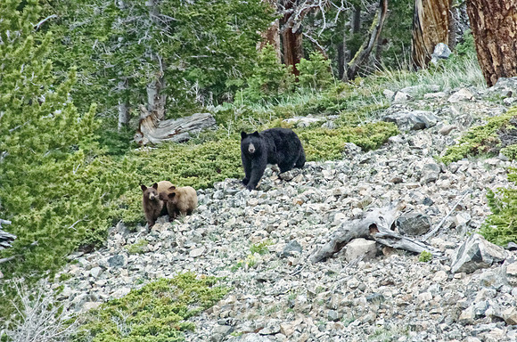 Black Bear and Two Cubs