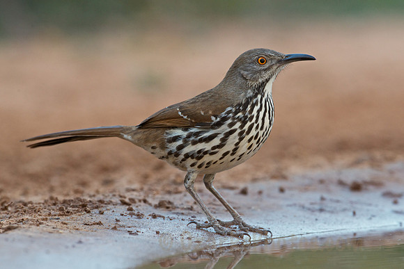 Long-billed Thrasher