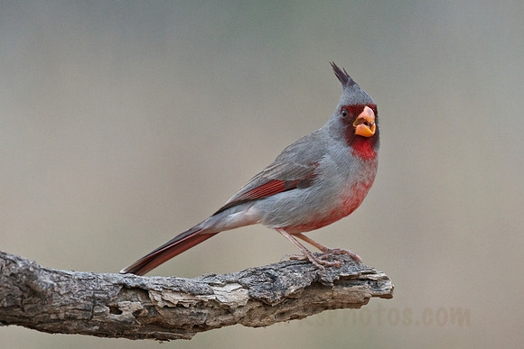 Pyrrhuloxia