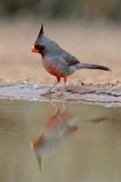 Small Birds