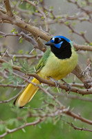 Small Birds