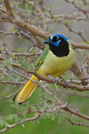 Green Jay on a Thorny Perch