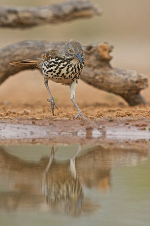 Long-billed Thrasher