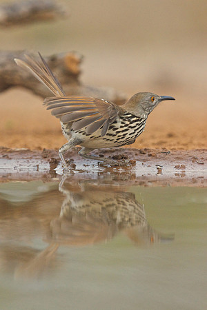 Long-billed Thrasher Ready to Launch