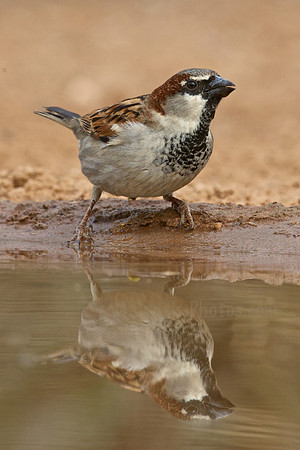 Sparrow & Reflection
