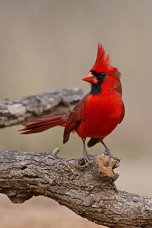 Northern Cardinal on Alert