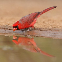All Bird Images