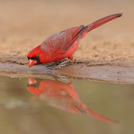Northern Cardinal Drinking