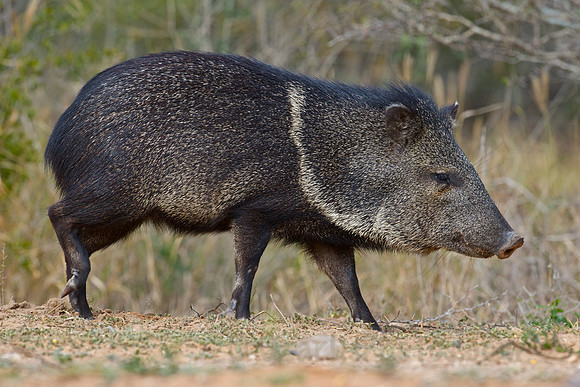 Collared Peccary