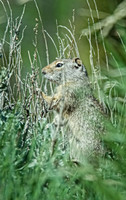 Wild Animals