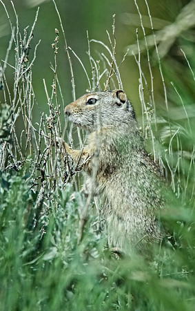 Looking for a Morsel