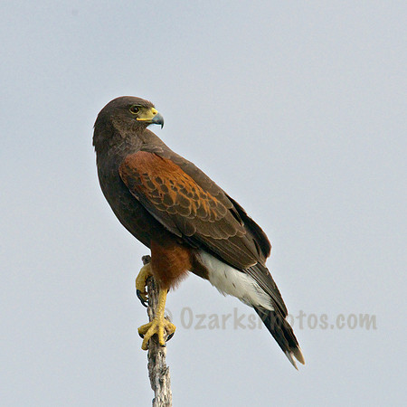 Harris Hawk