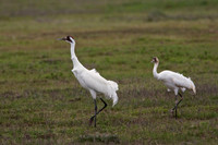 Larger Birds
