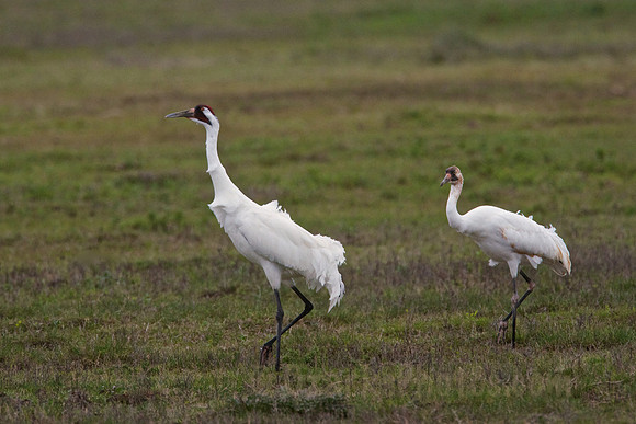 Mature & Immature Whooping Cranes