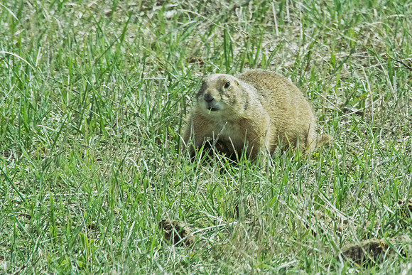 Black-tailed Prairie Dog