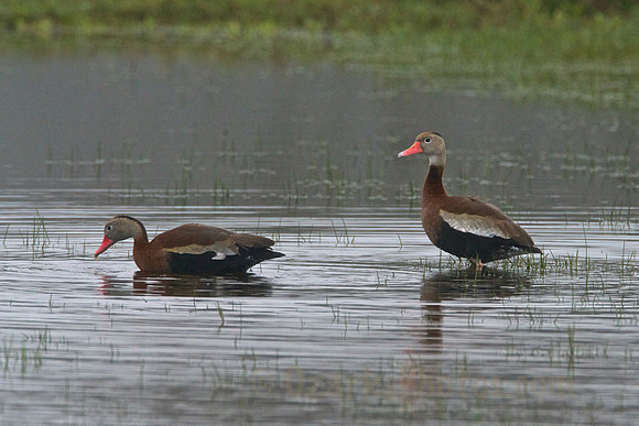 Black-bellied Whistling-Ducks