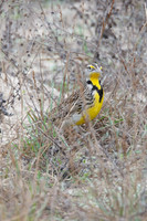 All Bird Images