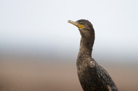 Larger Birds
