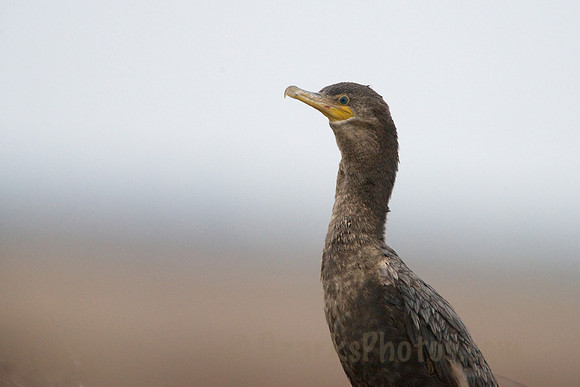 Cormorant