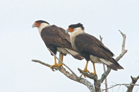 Raptors