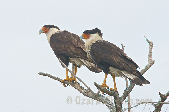 Crested Caracara Pair