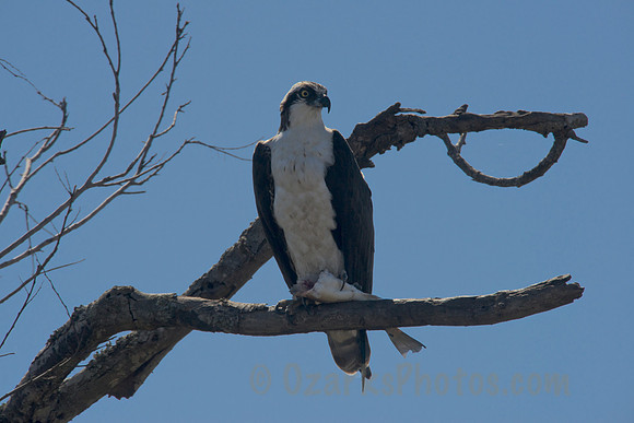 Osprey with Lunch