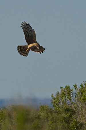 Harrier Hunting