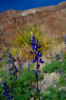 Wildflowers & flowers