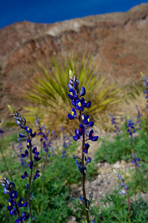 Big Bend National Park Bluebonnets