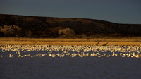 Larger Birds