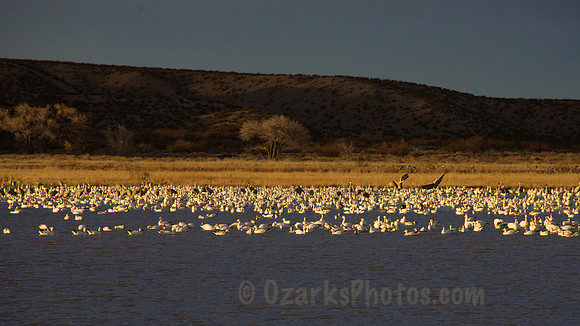 Snow Geese & Sandhill Cranes at Bosque del Apache NWR