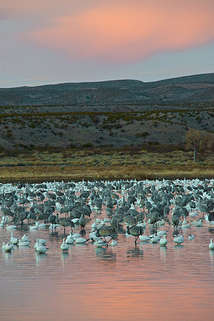 Cloud Reflection at Bosque del Apache, NM