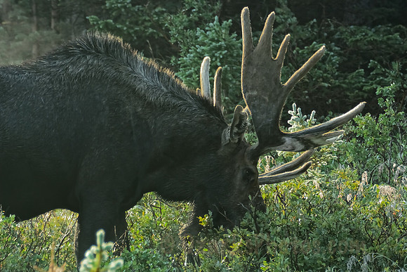 Shiras Bull Moose