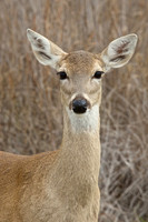 Wild Animals