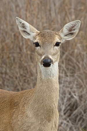 Texas Whitetail Doe